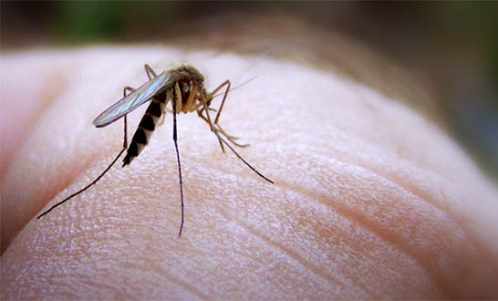 Top 10 Best Home Remedies for Mosquito Bites